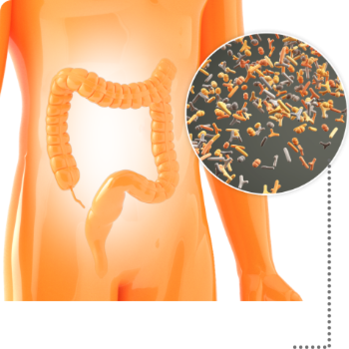 Body of a person with intestines showing bacteria